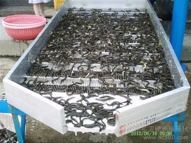 室内设备泥鳅养殖大概成本多少(罗茨增氧机养殖泥鳅的必要性以及如何使用)