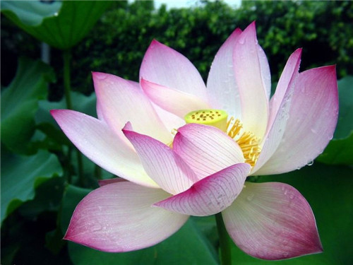 荷花象征什么精神品质(荷花的6种象征意义内涵)