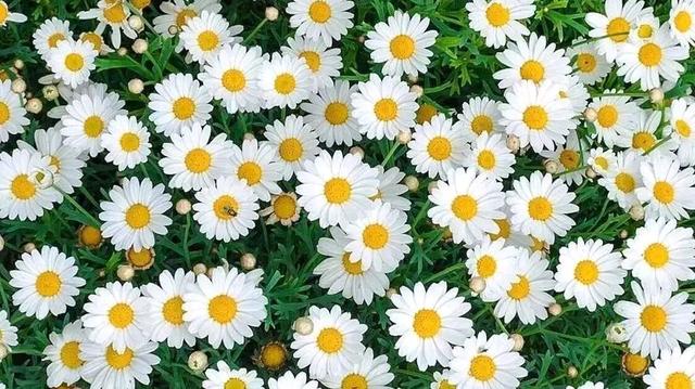 女生的小雏菊是什么意思？送给女生小雏菊代表什么含意