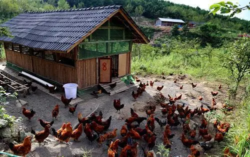 农村养啥挣钱（在农村创业搞养殖养什么好？）