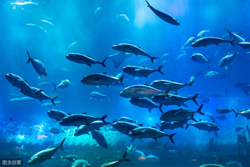 观赏鱼批发市场进货渠道（水族馆都是在哪进货的？）