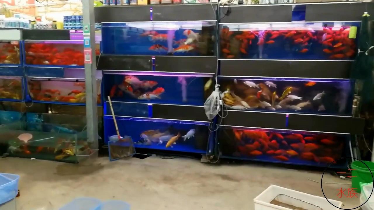 观赏鱼批发市场进货渠道（水族馆都是在哪进货的？）