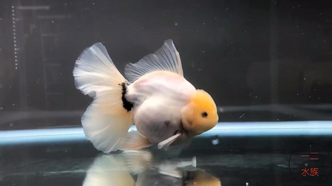 观赏鱼批发市场进货渠道（水族馆都是在哪进货的？）