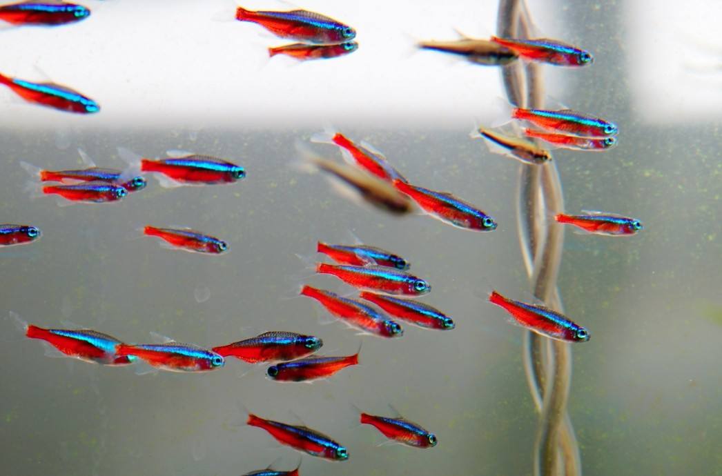 观赏鱼批发市场进货渠道（水族馆都是在哪进货的？）