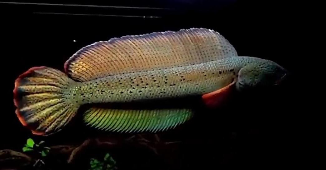 观赏鱼批发市场进货渠道（水族馆都是在哪进货的？）