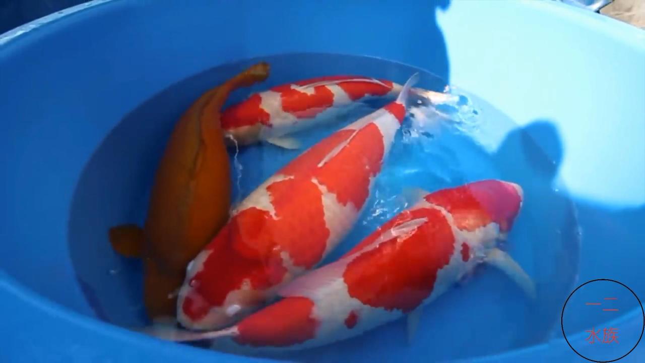 观赏鱼批发市场进货渠道（水族馆都是在哪进货的？）