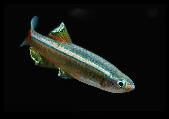 观赏鱼批发市场进货渠道（水族馆都是在哪进货的？）