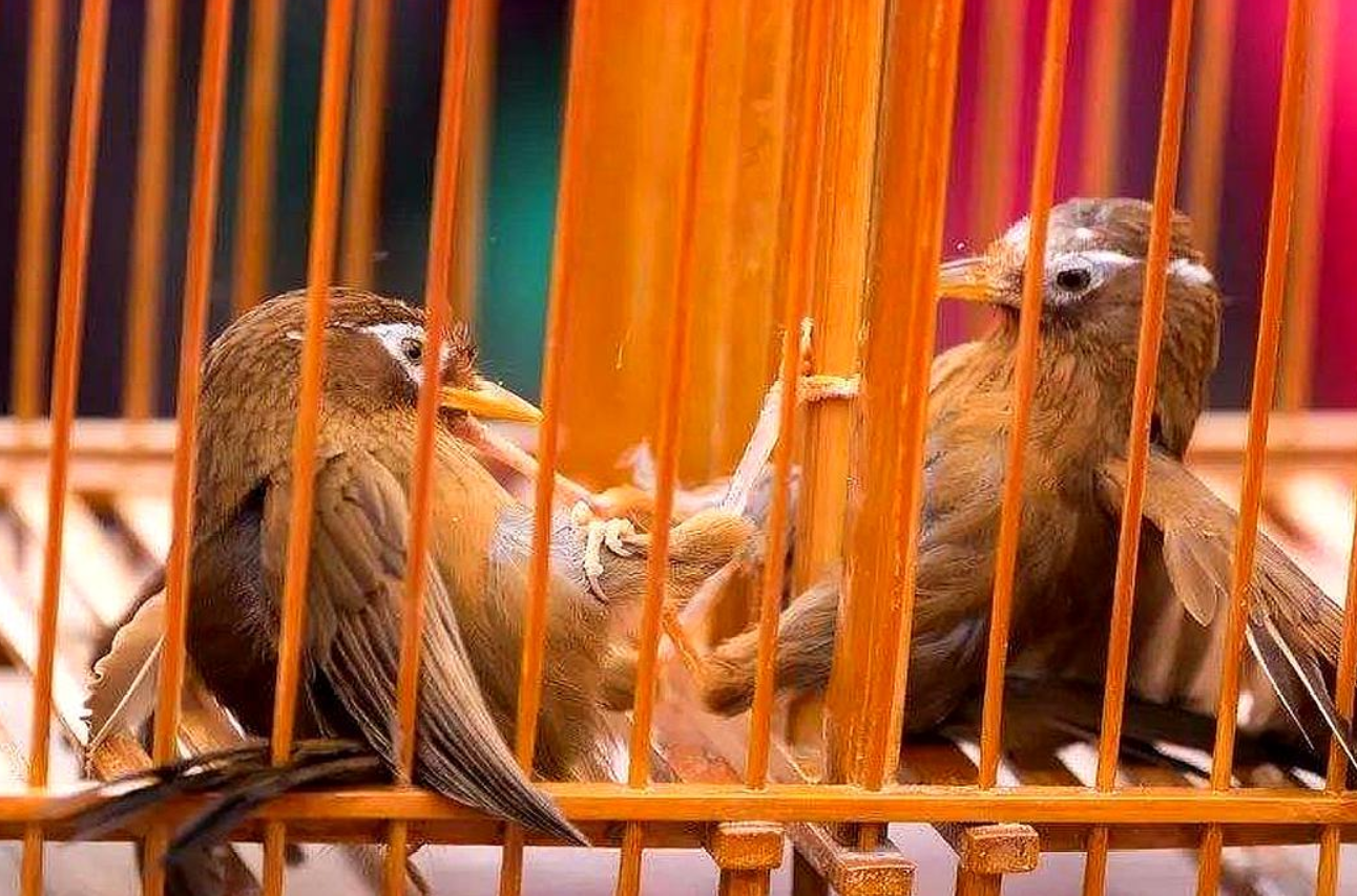 画眉鸟打斗(打大架画眉鸟毛衣图片)