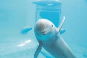 白鳍豚灭绝了吗（长江10禁渔初见成效，江豚回来了，白鳍豚还会重新出现吗？）