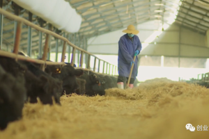 一个来钱快的大商机，宰1只利润4800元，年收入高达140w！