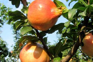 蚌埠有哪些特产(盘点蚌埠十大土特产)