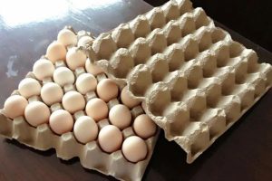 创业新选择!想在农村创业?开一家鸡蛋托加工厂吧!