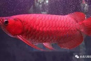 世界上最贵的鱼排行榜前十名（全球最贵的的十种鱼）