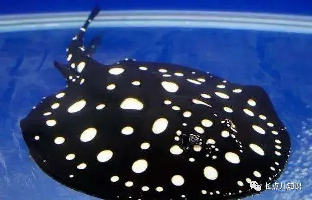 全球最贵的的十种鱼排名盘点(世界上最贵的鱼排行榜前十名)