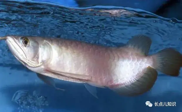 世界上最贵的鱼排行榜前十名（全球最贵的的十种鱼）