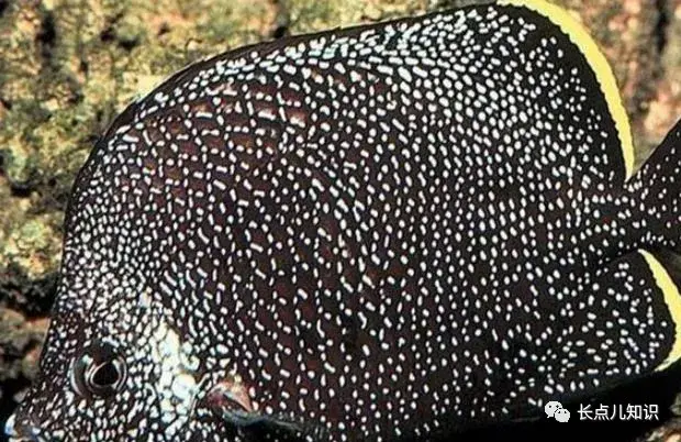 世界上最贵的鱼排行榜前十名（全球最贵的的十种鱼）