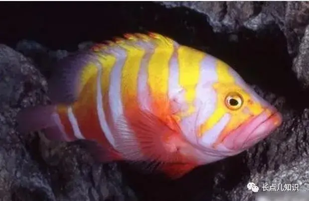 世界上最贵的鱼排行榜前十名（全球最贵的的十种鱼）