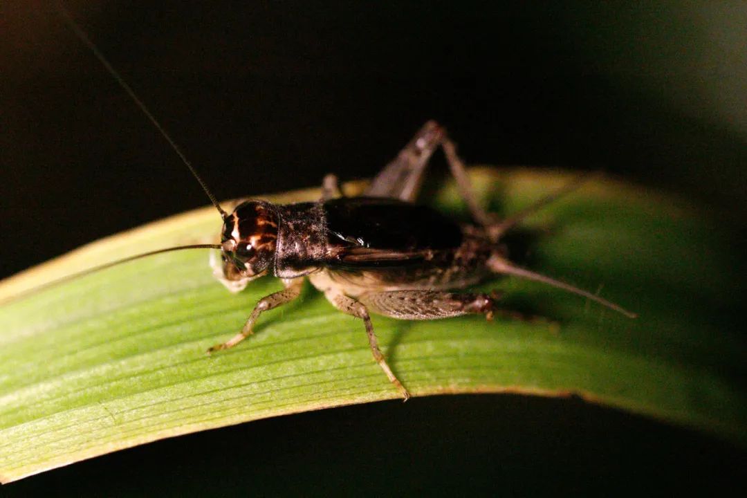 养殖蟋蟀赚钱么？（10平米空间或能年赚20万）