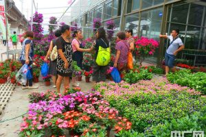 中国十大花卉批发市场(中国十大花卉批发市场在哪里)