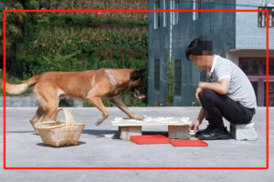 震撼！拍摄宠物、牛等动物视频，每月轻松上万收入