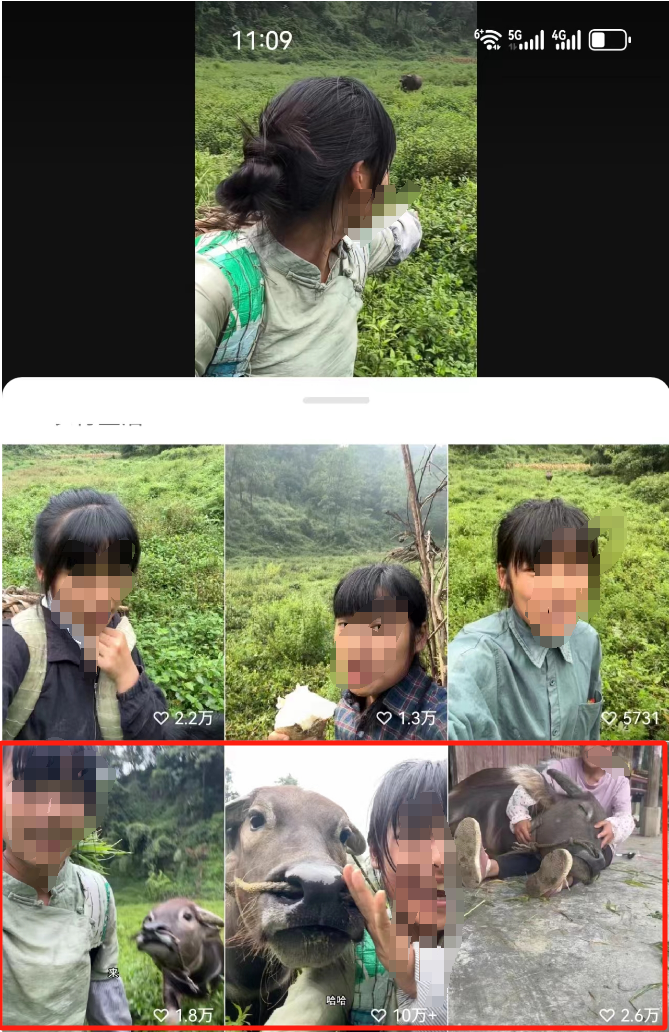 震撼!拍摄宠物、牛等动物视频,每月轻松上万收入 震撼!拍摄宠物、牛等动物视频,每月轻松上万收入