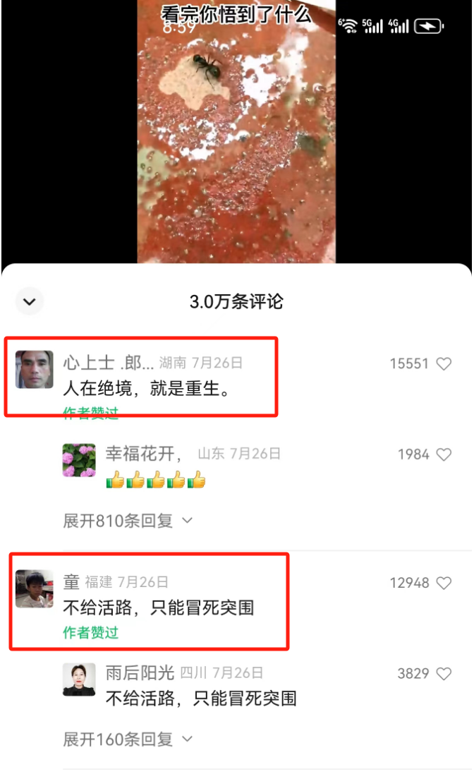 震撼!拍摄宠物、牛等动物视频,每月轻松上万收入 震撼!拍摄宠物、牛等动物视频,每月轻松上万收入